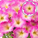 Bild von Petunia P12 Pink morn